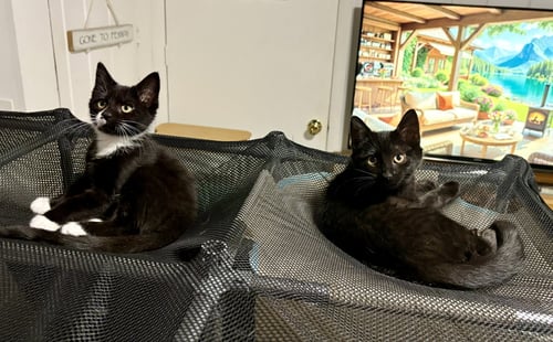 NESSIE (BONDED WITH MAISE) - Domestic Short Hair available for adoption