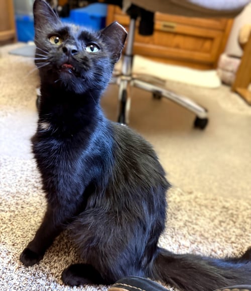 BIZZY - Domestic Medium Hair available for adoption