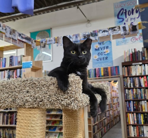 BIZZY - Domestic Medium Hair available for adoption