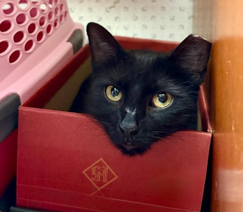 BIZZY - Domestic Medium Hair available for adoption