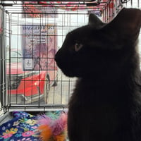 Bizzy - Photo 7
