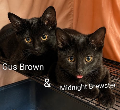 MIDNIGHT BREWSTER (BONDED WITH GUS BROWN) - Domestic Short Hair available for adoption