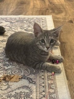 MICKEY - Domestic Short Hair available for adoption