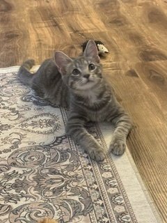 MICKEY - Domestic Short Hair available for adoption