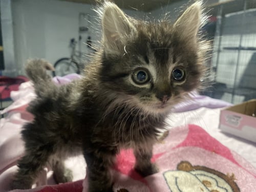 TEA - Domestic Long Hair available for adoption