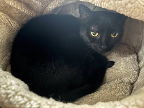 SOMBRA - Domestic Short Hair available for adoption