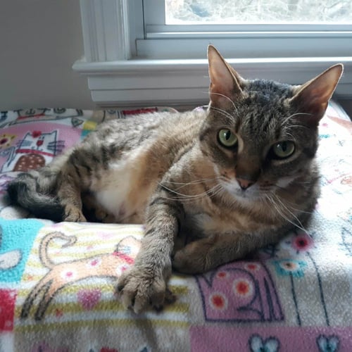 LAUREL - Domestic Short Hair available for adoption