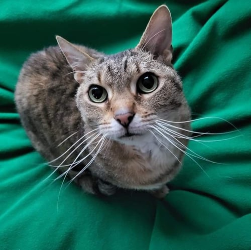 LAUREL - Domestic Short Hair available for adoption