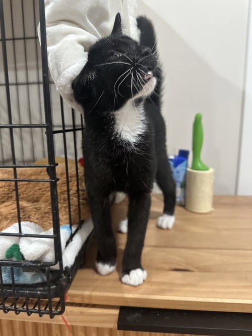 BOMBADIL - Domestic Short Hair available for adoption