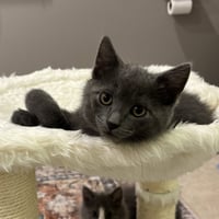 Darlene Mitchell (playful and loving kitten) - Photo 1