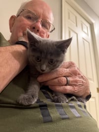 Darlene Mitchell (playful and loving kitten) - Photo 2