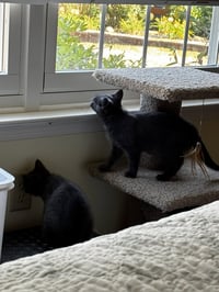 Darlene Mitchell (playful and loving kitten) - Photo 4