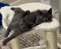 Darlene Mitchell (playful and loving kitten) - Photo 5