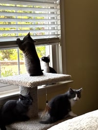 Darlene Mitchell (playful and loving kitten) - Photo 6