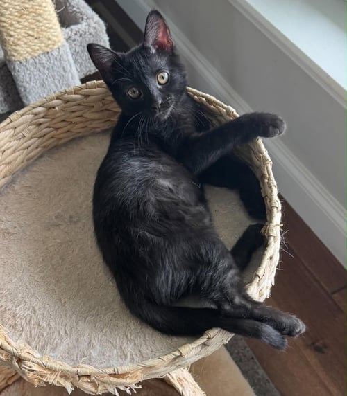 LUNA M - Domestic Short Hair available for adoption