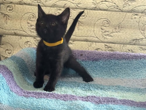 LUNA M - Domestic Short Hair available for adoption