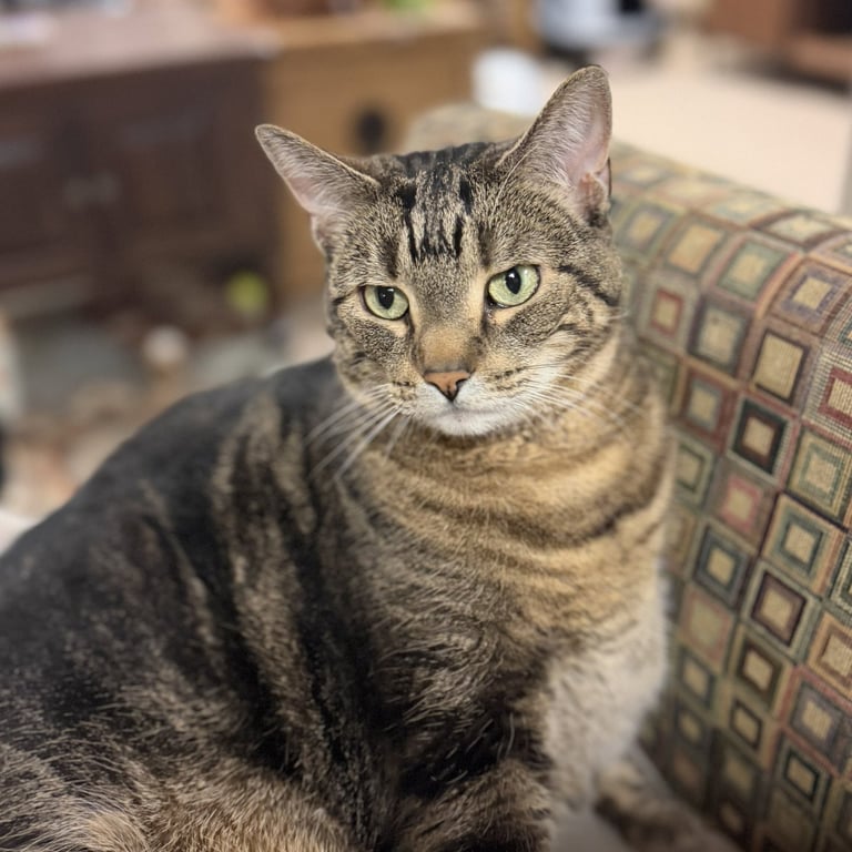 Mocha (adopt with big sister Lacey) Image
