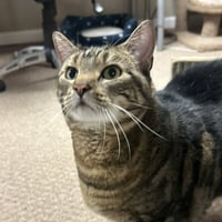 Mocha (adopt with big sister Lacey) - Photo 2