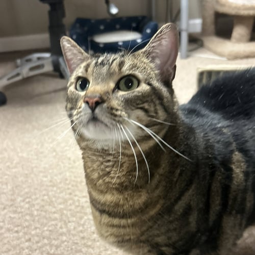 MOCHA (ADOPT WITH BIG SISTER LACEY) - Domestic Short Hair available for adoption
