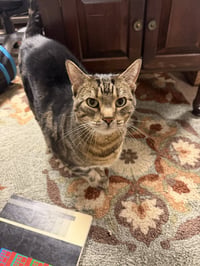 Mocha (adopt with big sister Lacey) - Photo 3