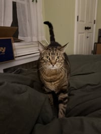 Mocha (adopt with big sister Lacey) - Photo 4
