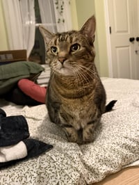 Mocha (adopt with big sister Lacey) - Photo 5