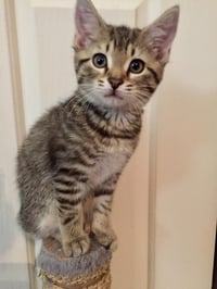 Mocha (adopt with big sister Lacey) - Photo 6