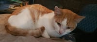 Scooter - Photo 5