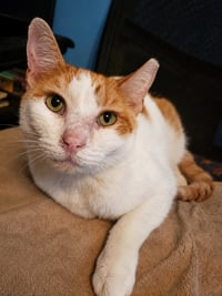 Scooter - Photo 2