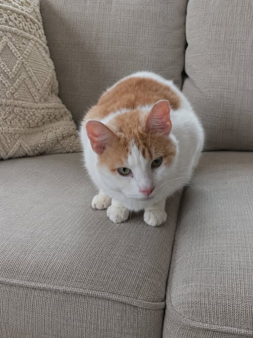 SCOOTER - Domestic Short Hair available for adoption