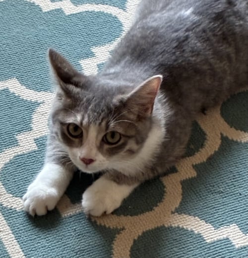 ALTREYU - Domestic Short Hair available for adoption