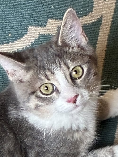 ALTREYU - Domestic Short Hair available for adoption