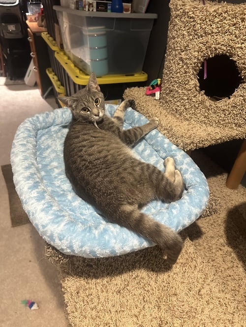 ROMULUS - Domestic Short Hair available for adoption