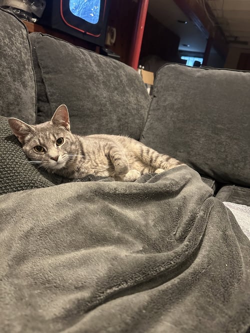 ROMULUS - Domestic Short Hair available for adoption