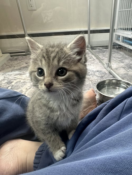 TIPPER - Domestic Short Hair available for adoption