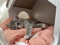 Tipper - Photo 4