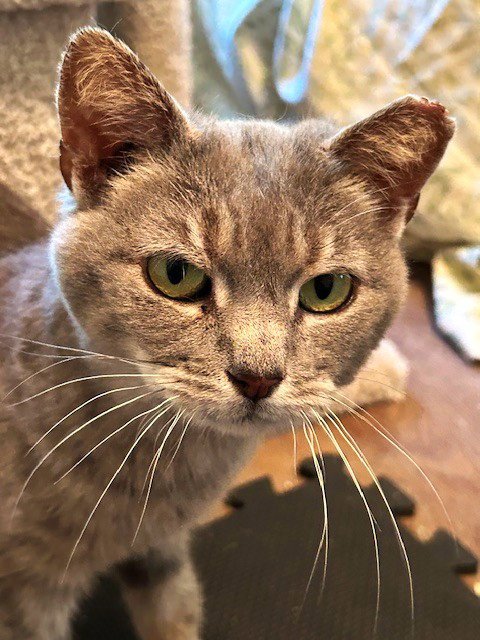 TRINITY (QUEEN OF THE HEAD BUMPS) - Domestic Short Hair available for adoption