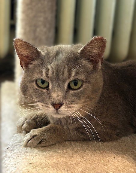 TRINITY (QUEEN OF THE HEAD BUMPS) - Domestic Short Hair available for adoption