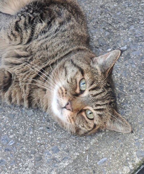 FREDDIE - Domestic Short Hair available for adoption