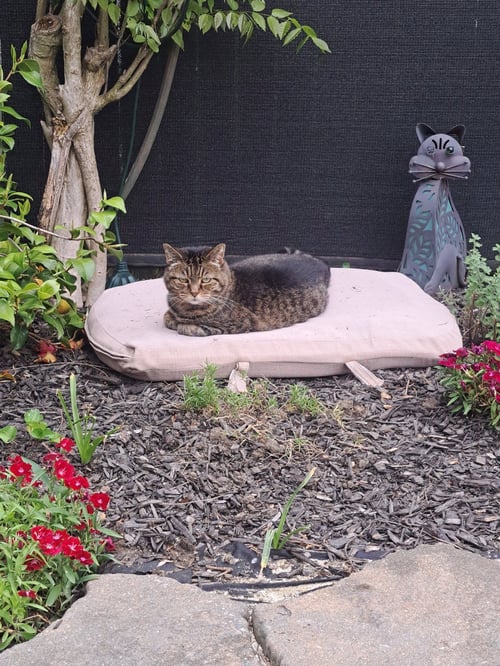 FREDDIE - Domestic Short Hair available for adoption