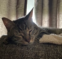 Eileen (Tripod & Gentle Hearted Warrior) - Photo 2
