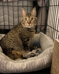 Eileen (Tripod & Gentle Hearted Warrior) - Photo 9