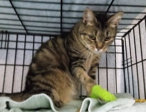 SUSSURRA - Domestic Short Hair available for adoption