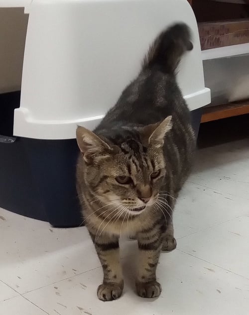 SUSSURRA - Domestic Short Hair available for adoption