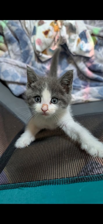 Tiny Girl Image