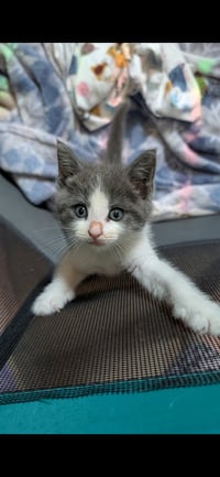 Tiny Girl - Photo 1