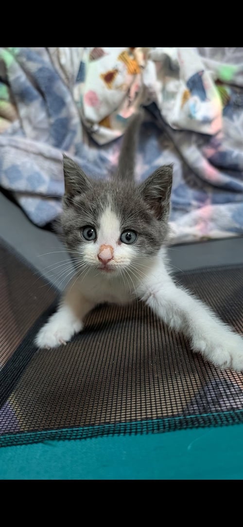TINY GIRL - Domestic Short Hair available for adoption