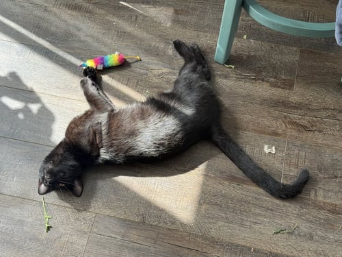 ROSALIE - Domestic Short Hair available for adoption