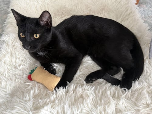 ROSALIE - Domestic Short Hair available for adoption