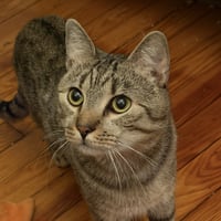 Almond (playful and loves his BFF Cashew) - Photo 1